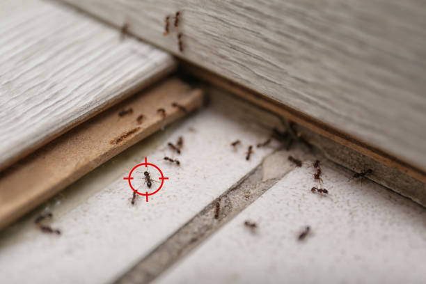 Best Wasp Removal Services  in Flossmoor, IL