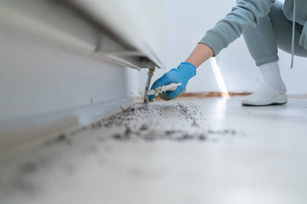 Reliable Flossmoor, IL Pest Control Solutions